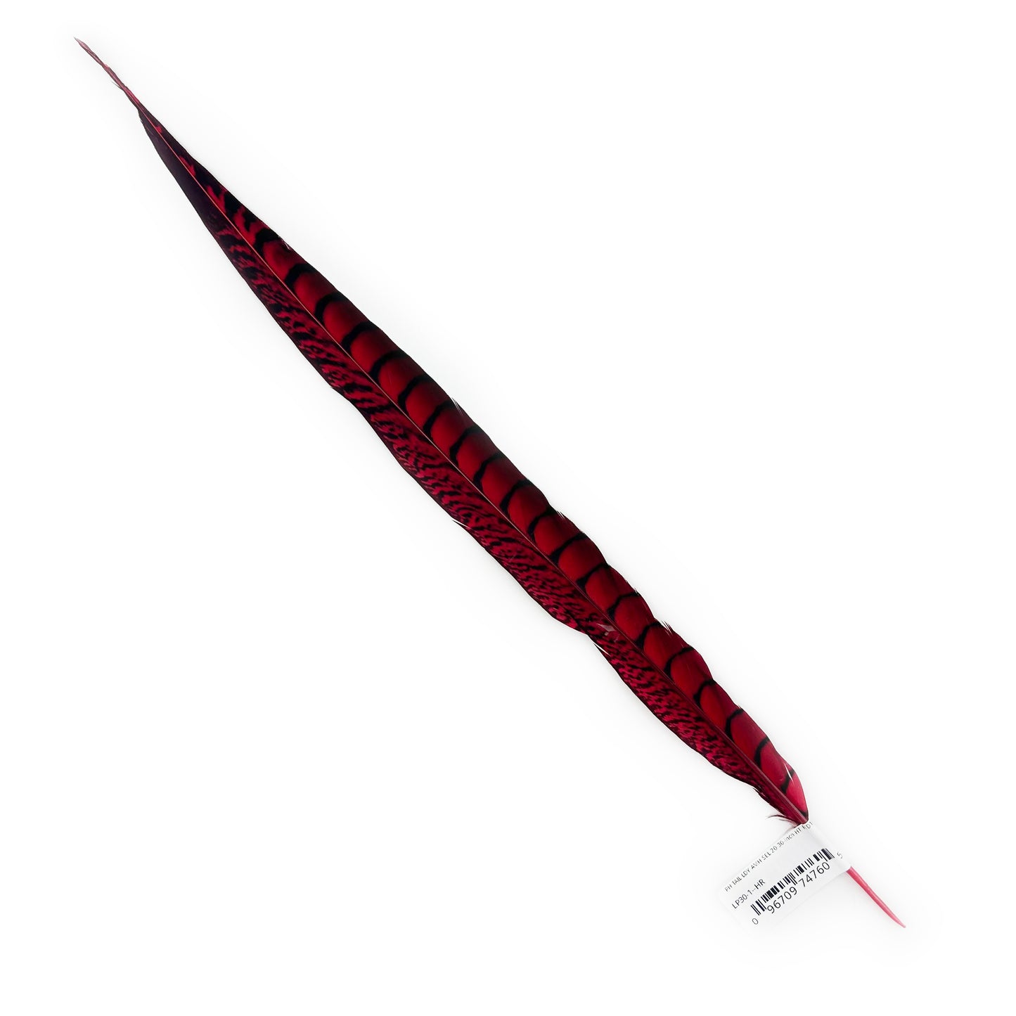 Lady Amherst Pheasant Tails Dyed 1pc Per Package - Hot Red