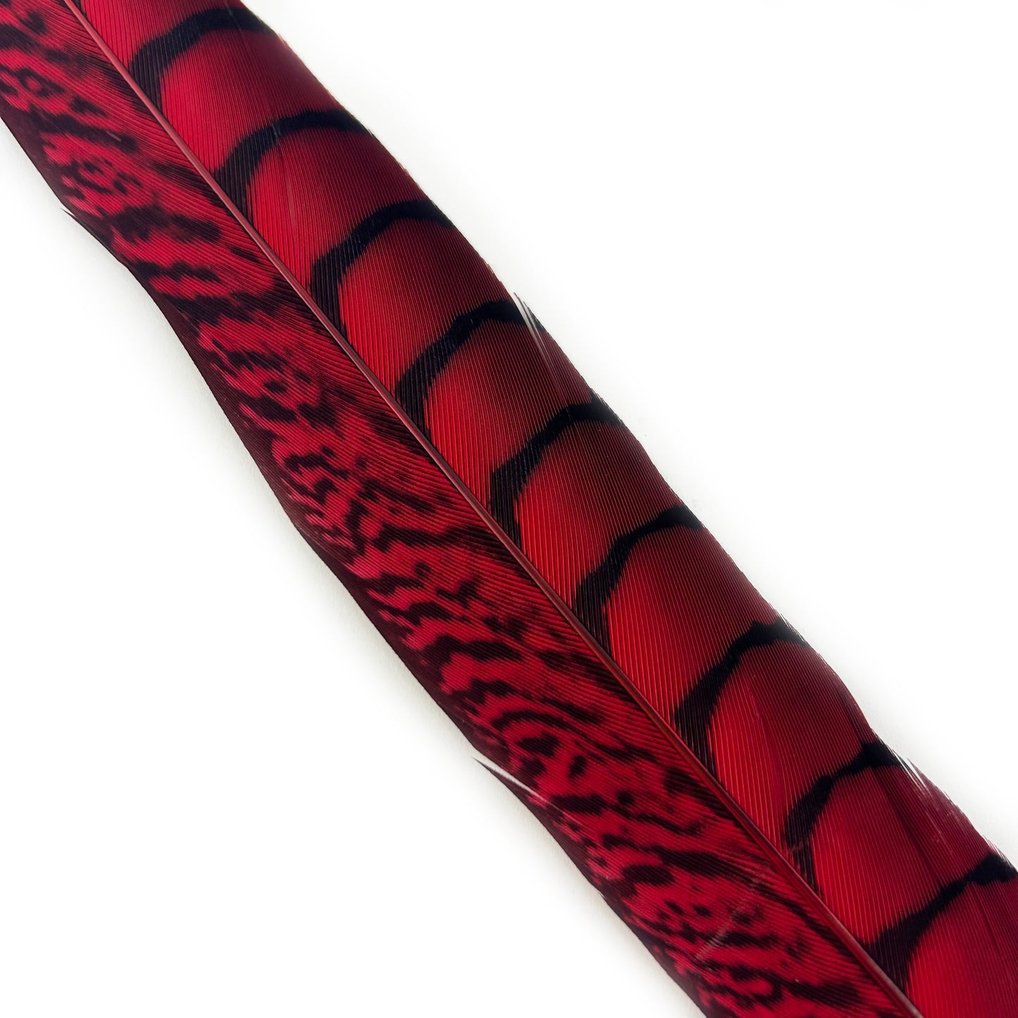 Lady Amherst Pheasant Tails Dyed 1pc Per Package - Hot Red