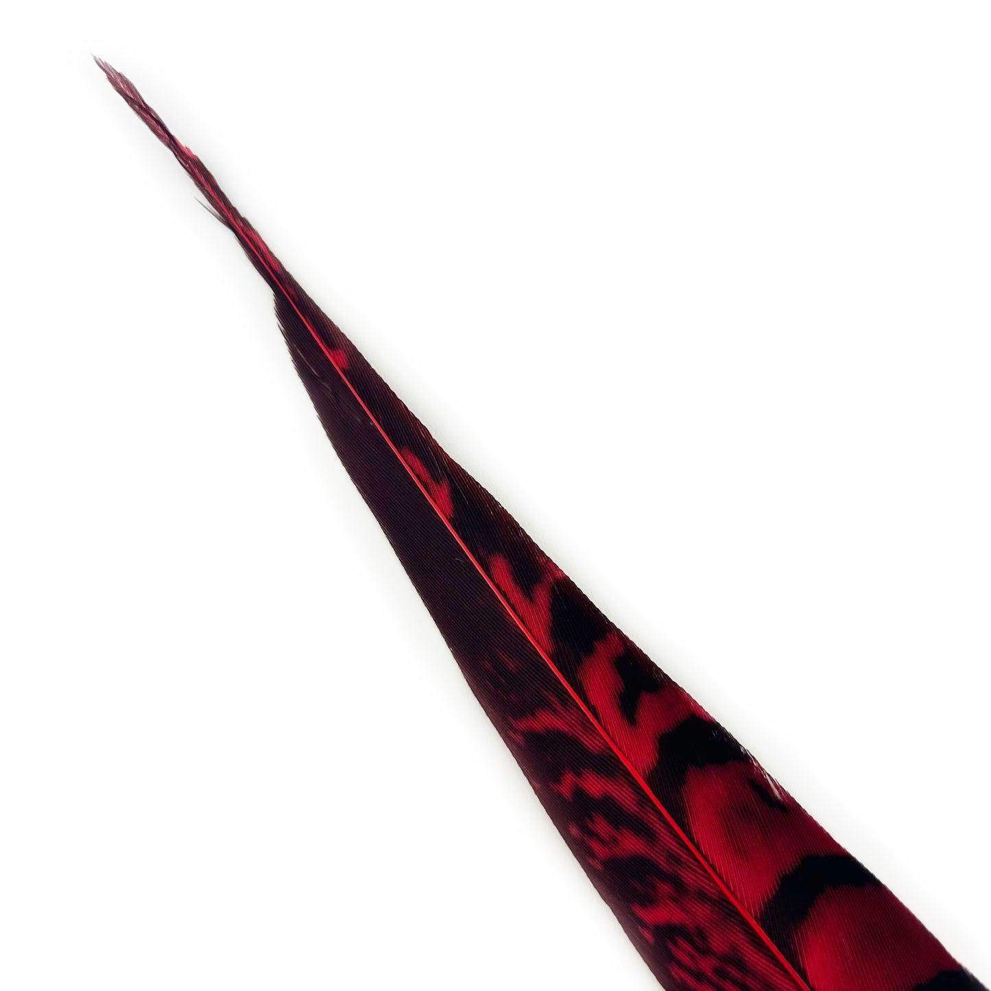 Lady Amherst Pheasant Tails Dyed 1pc Per Package - Hot Red