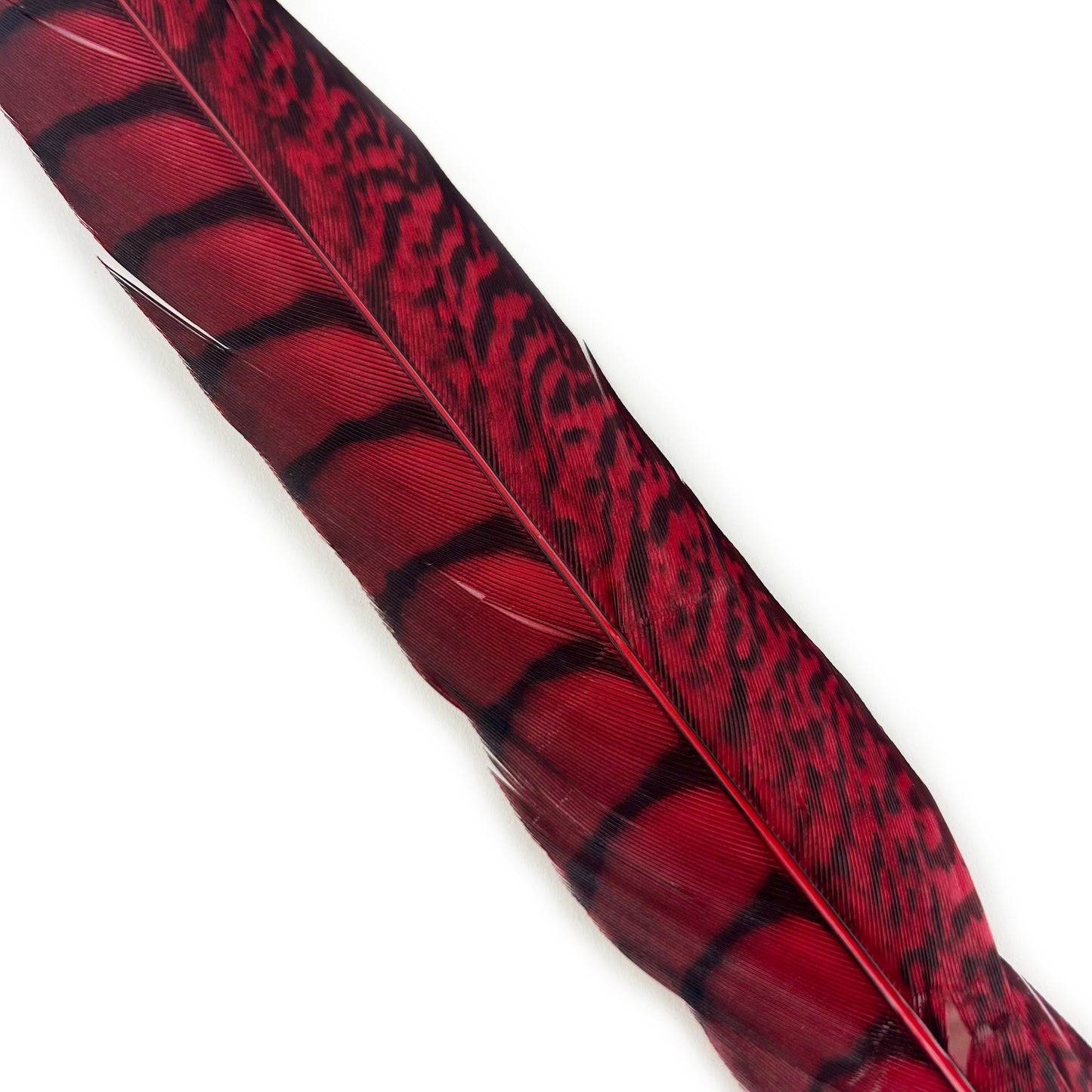 Lady Amherst Pheasant Tails Dyed 1pc Per Package - Hot Red
