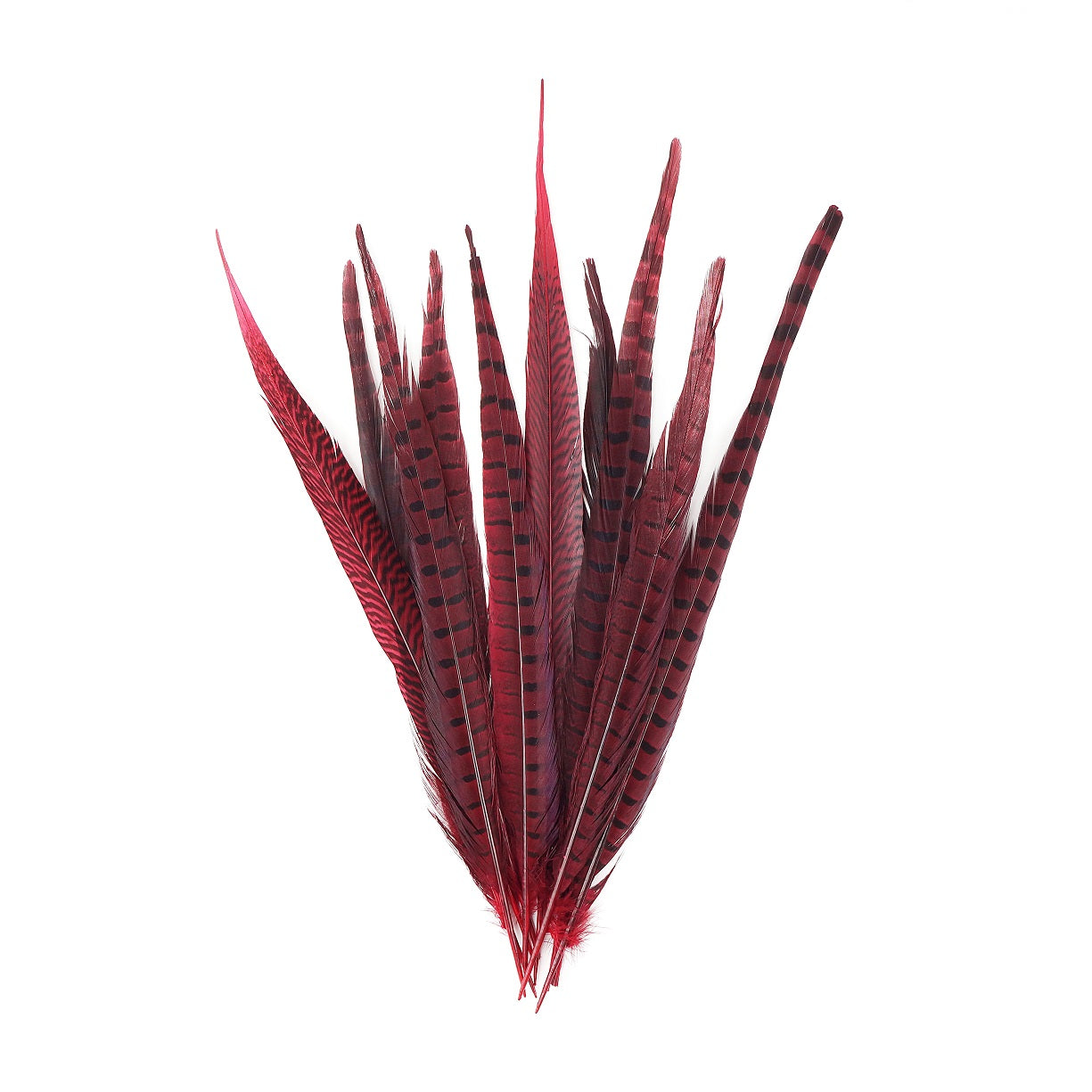 Pheasant Tails Assorted Dyed - Red-14-18"