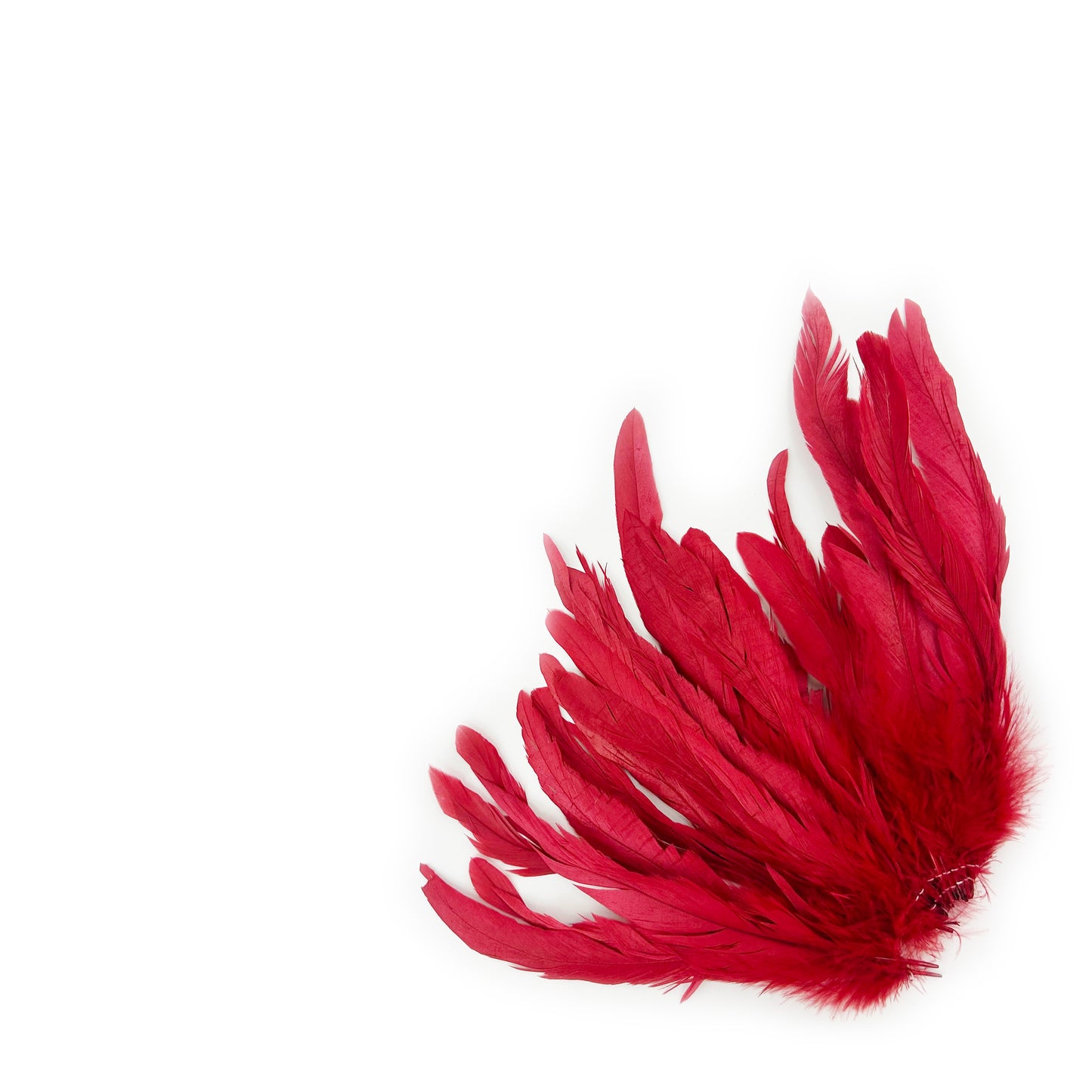 ROOSTER COQUE TAIL FEATHERS BLEACH DYED 7-10” - 25 PC/PKG - Red