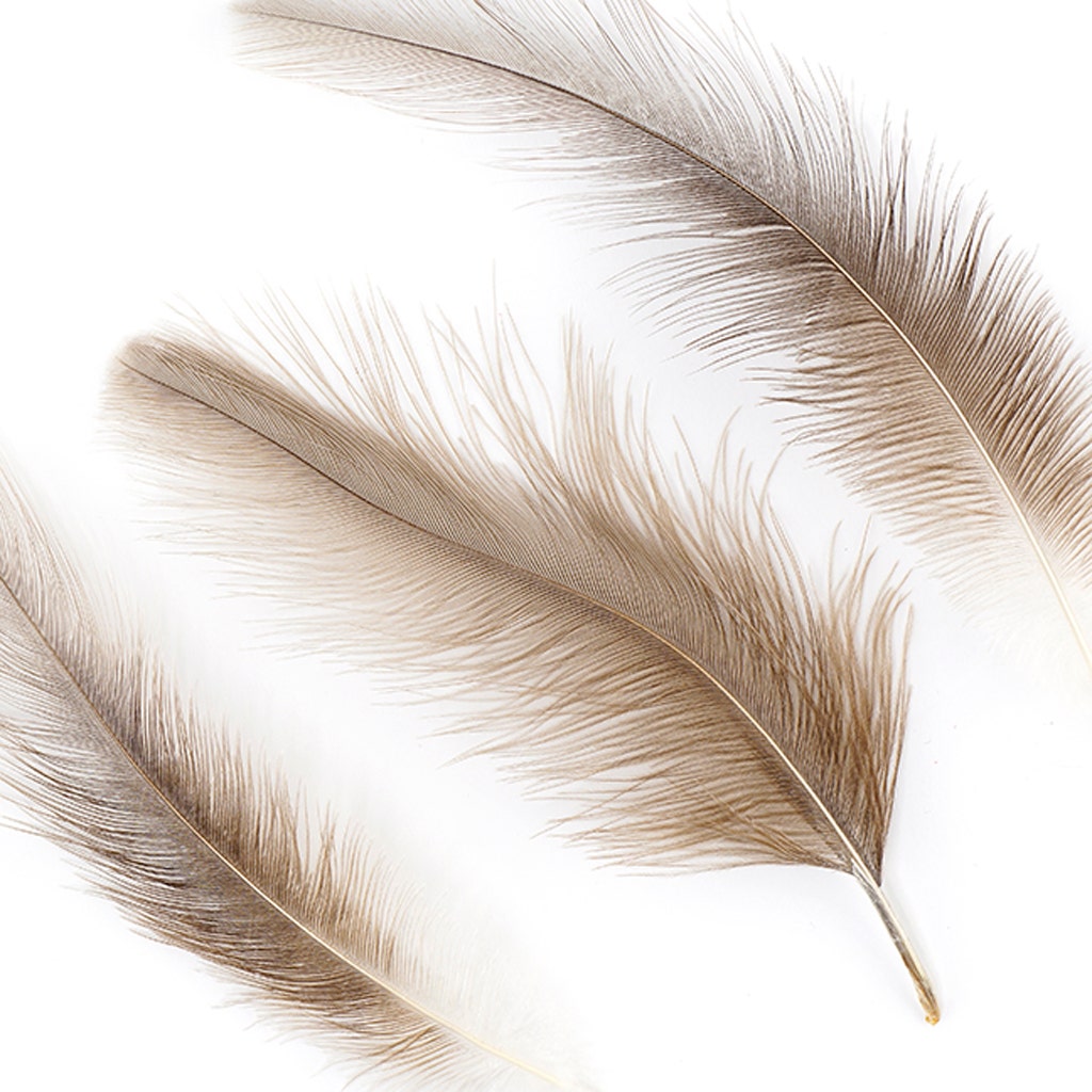 Rhea Tail Feathers Selected - Natural - Feathers