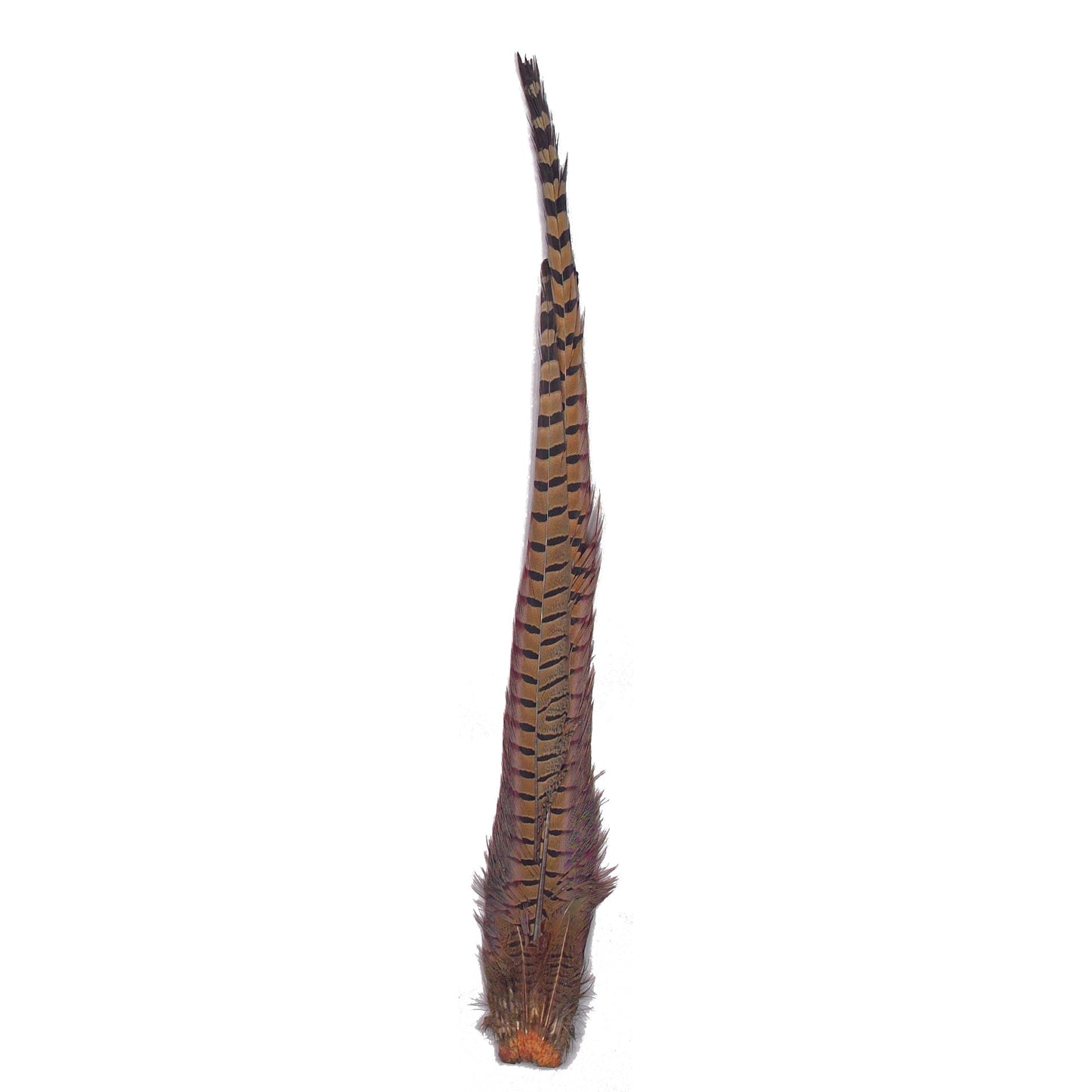 Ringneck Pheasant Complete Tail - 4 - 24’’ - Feathers