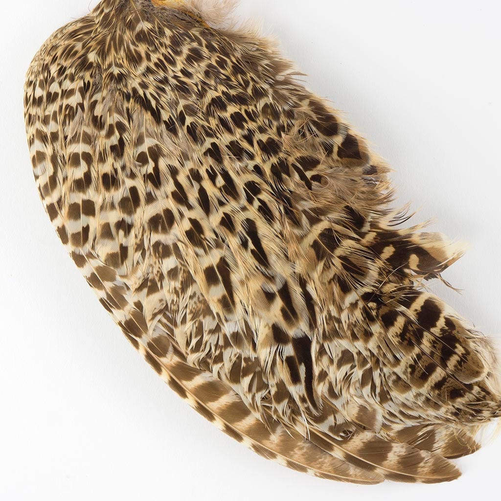 Ringneck Pheasant Hen Skin pieces - Feathers