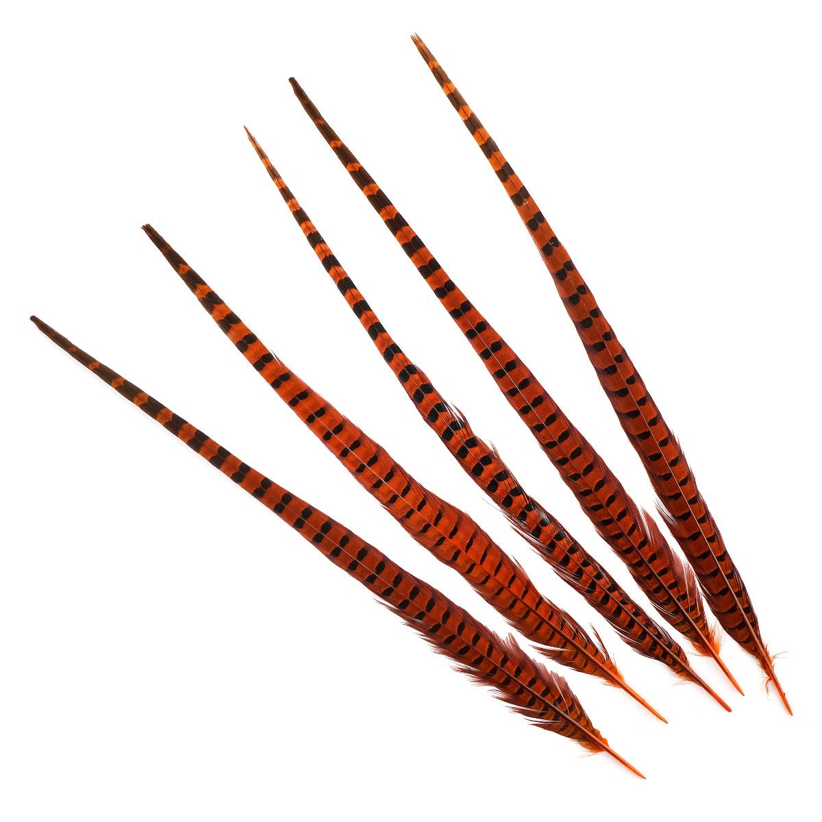 Ringneck Pheasant Tails 20-24’’ Dyed -5pcs - Orange - Feathers