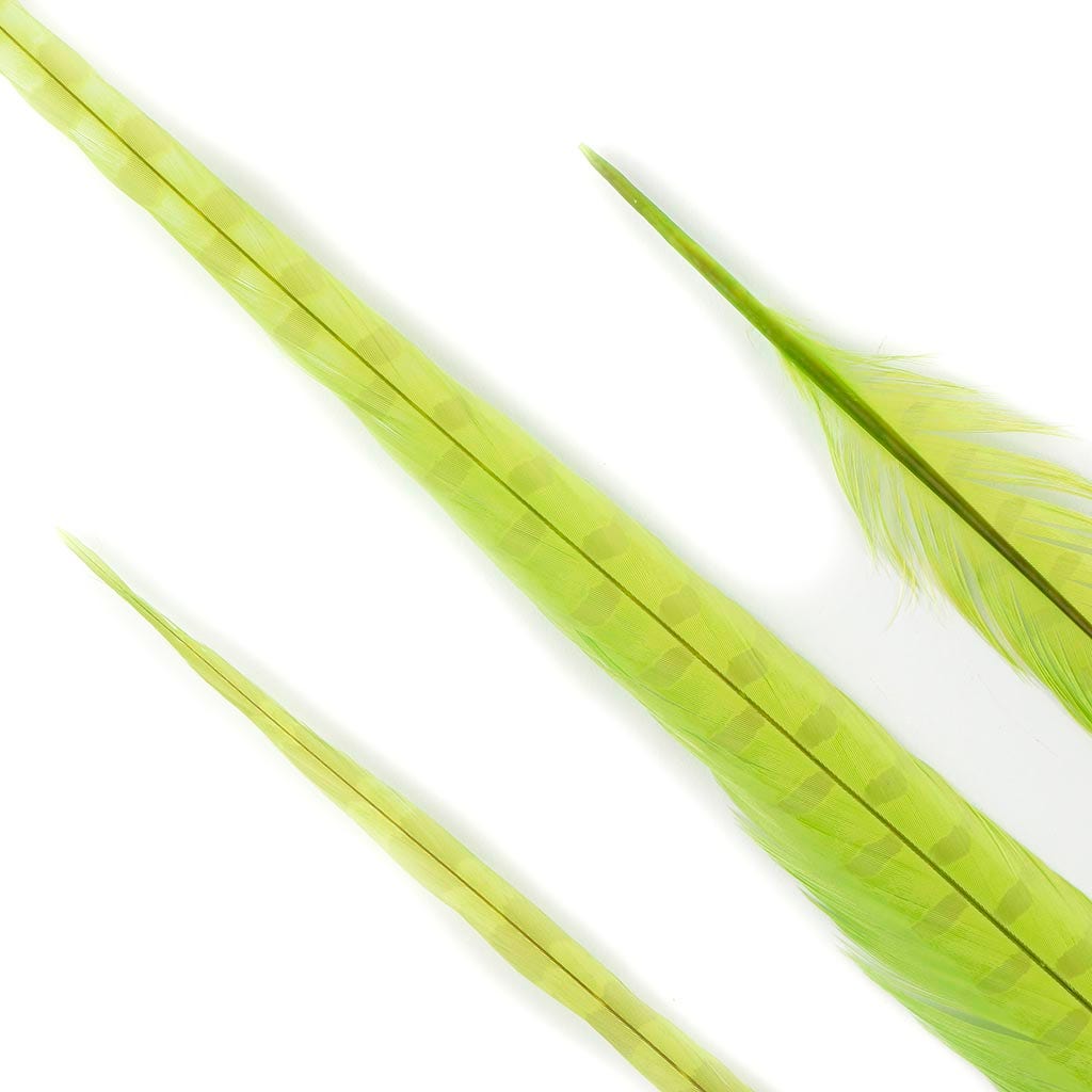 Ringneck Pheasant Tails Bleached & Dyed Lime - Feathers