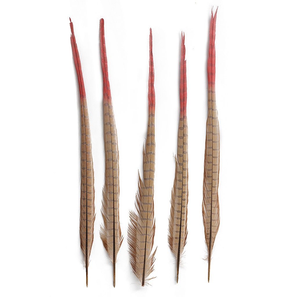 Ringneck Pheasant Tails Bleached/Dyed & Tipped Champagne/Coral - Feathers