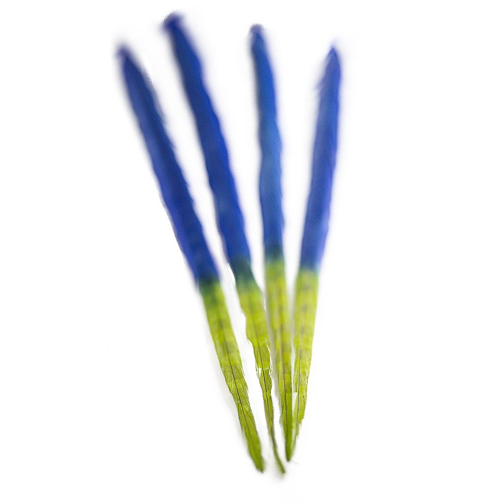 Ringneck Pheasant Tails Bleached/Dyed & Tipped Royal Blue / Lime Green - 20-24 Inch - 5 PCS - Feathers