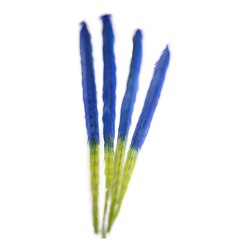 Ringneck Pheasant Tails Bleached/Dyed & Tipped Royal Blue / Lime Green - 20-24 Inch - 5 PCS - Feathers