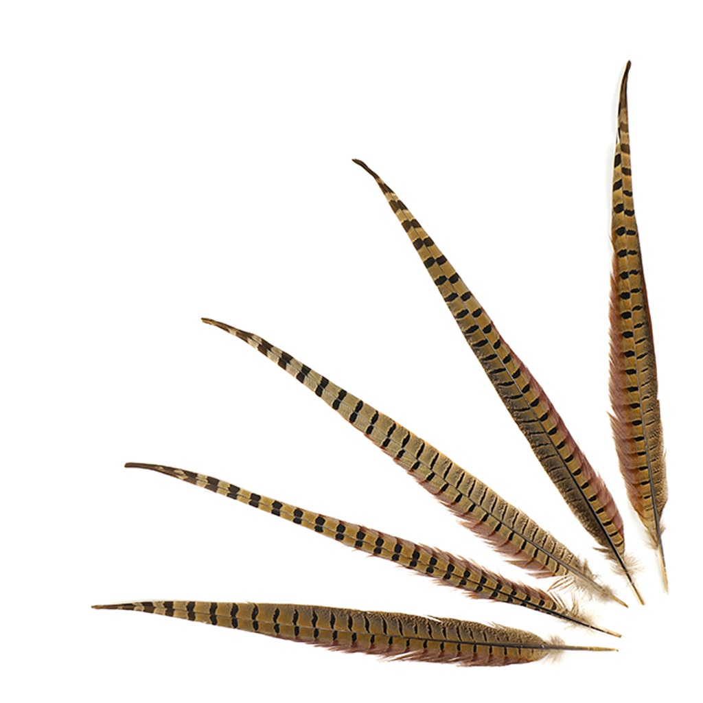 Ringneck Pheasant Tails - Natural - 16 - 18’’ - Feathers