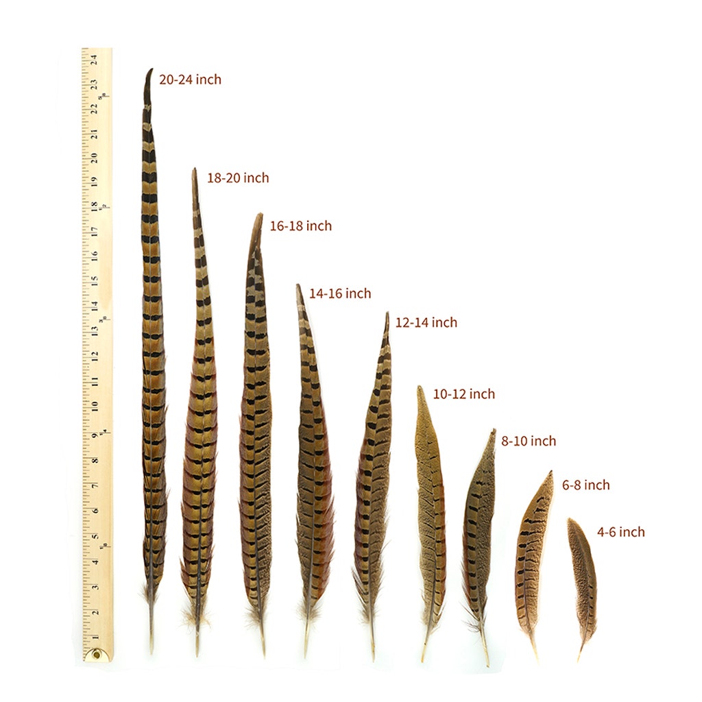 Ringneck Pheasant Tails - Natural - 6 - 8’’ - Feathers