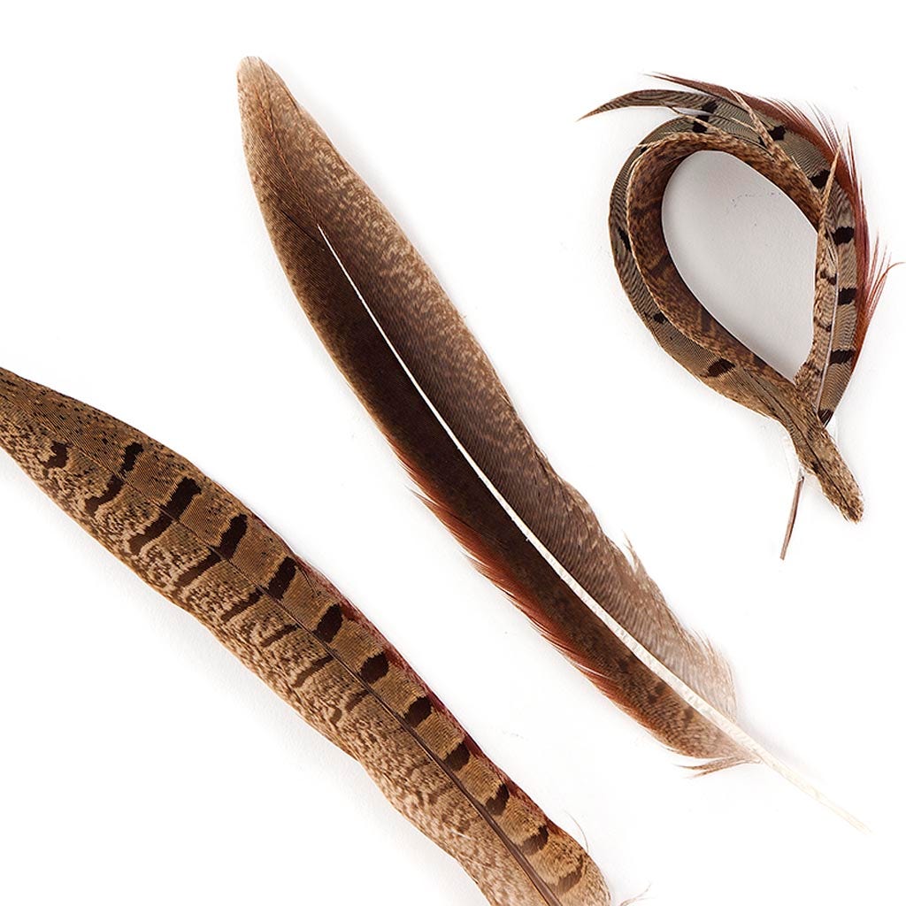 Ringneck Pheasant Tails Parried - Natural-6-8’’ - Feathers