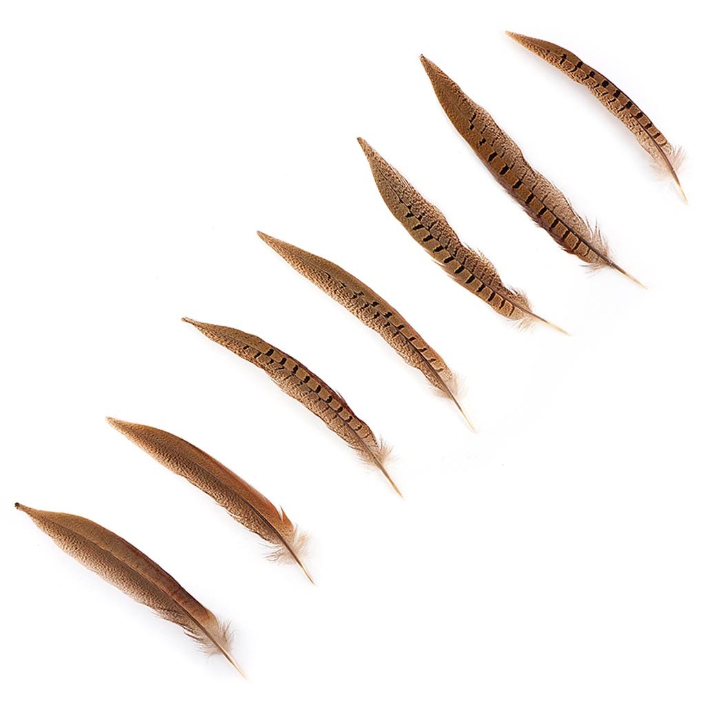 Ringneck Pheasant Tails Parried - Natural-8-10’’ - Feathers