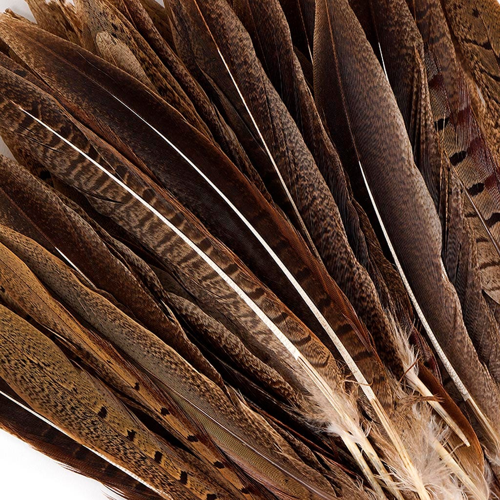 Ringneck Pheasant Tails Parried - Natural-8-10’’ - Feathers