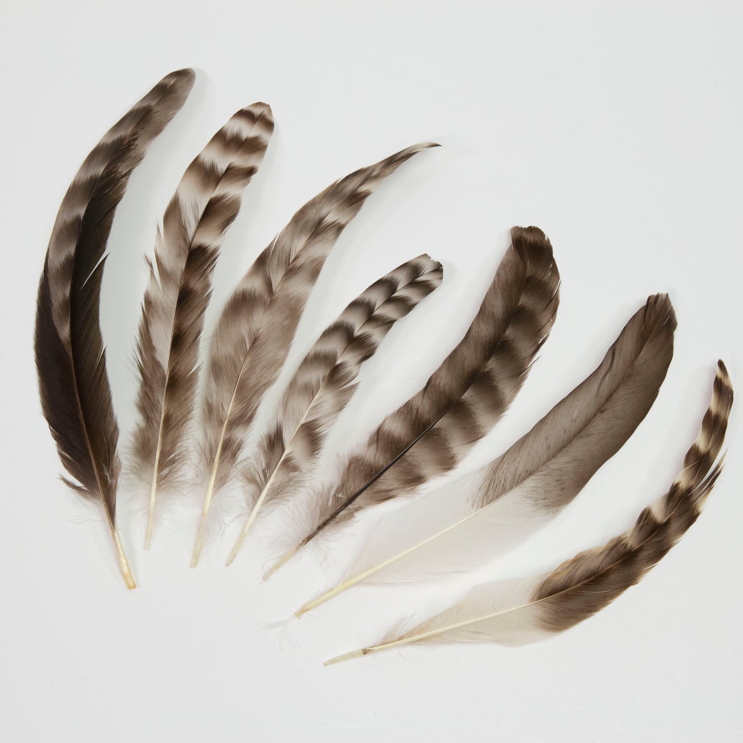 Rooster Chinchilla Round Feathers - 4 - 8’’ - Natural - Feathers