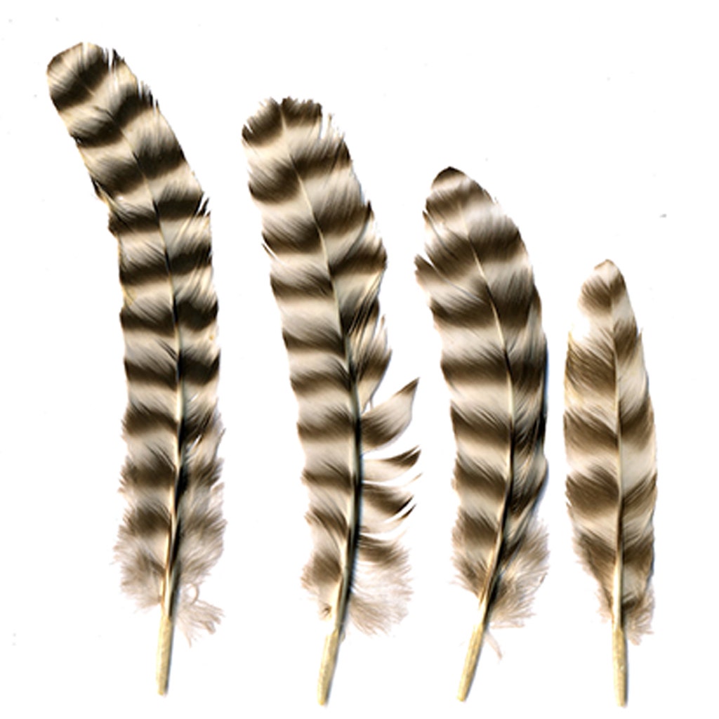 Rooster Chinchilla Rounds - Natural-2-5’’ - Feathers