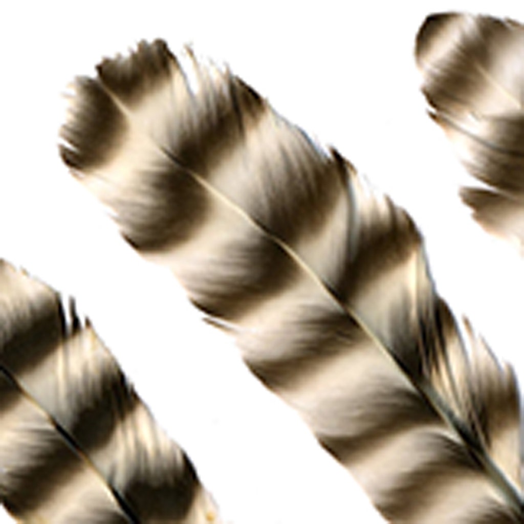 Rooster Chinchilla Rounds - Natural-2-5’’ - Feathers