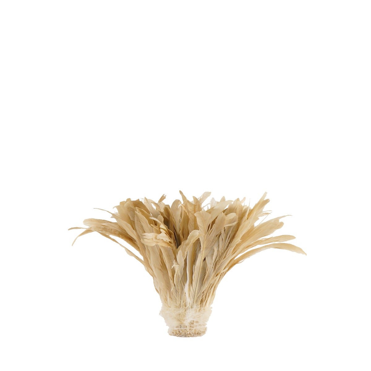 ROOSTER COQUE TAILS FEATHERS BLEACH DYED 7-10” - 1/2 Yard (18’’) - Beige - Feathers