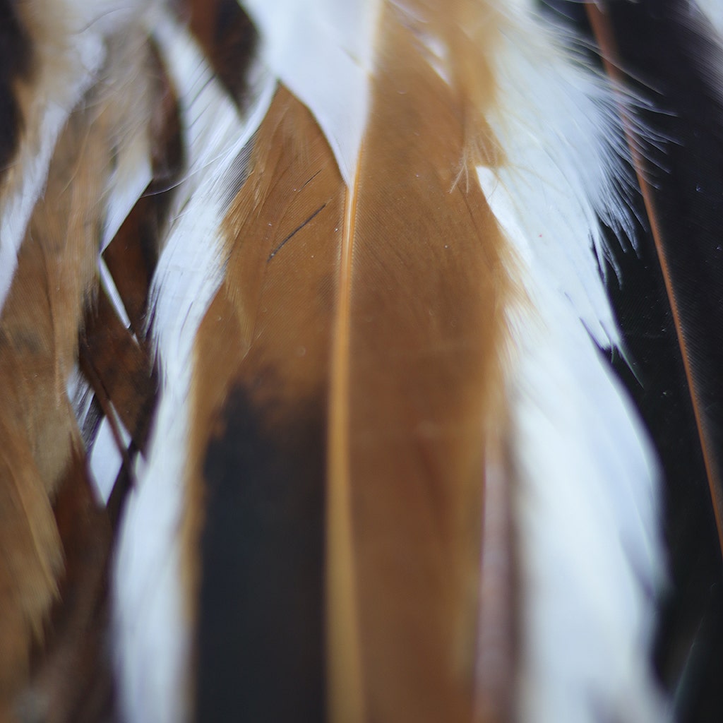 Rooster Coque Tails Feathers Half Bronze Natural 15-18’’ [1/4 LB Bulk] - Feathers