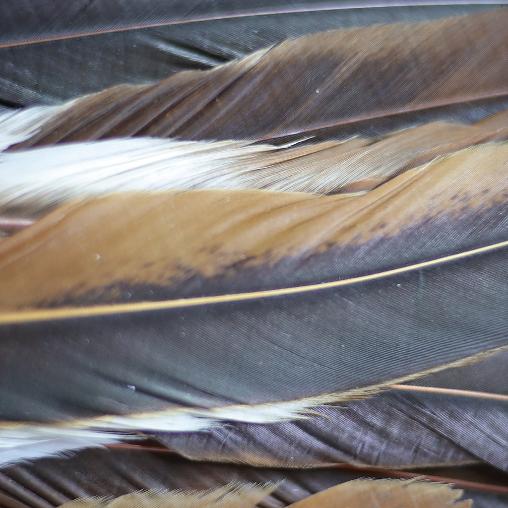 Rooster Coque Tails Feathers Half Bronze Natural 15-18’’ [1/4 LB Bulk] - Feathers