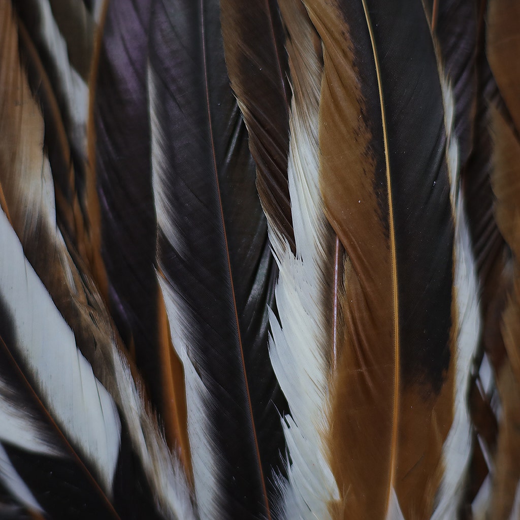 Rooster Coque Tails Feathers Half Bronze Natural 15-18’’ [1/4 LB Bulk] - Feathers