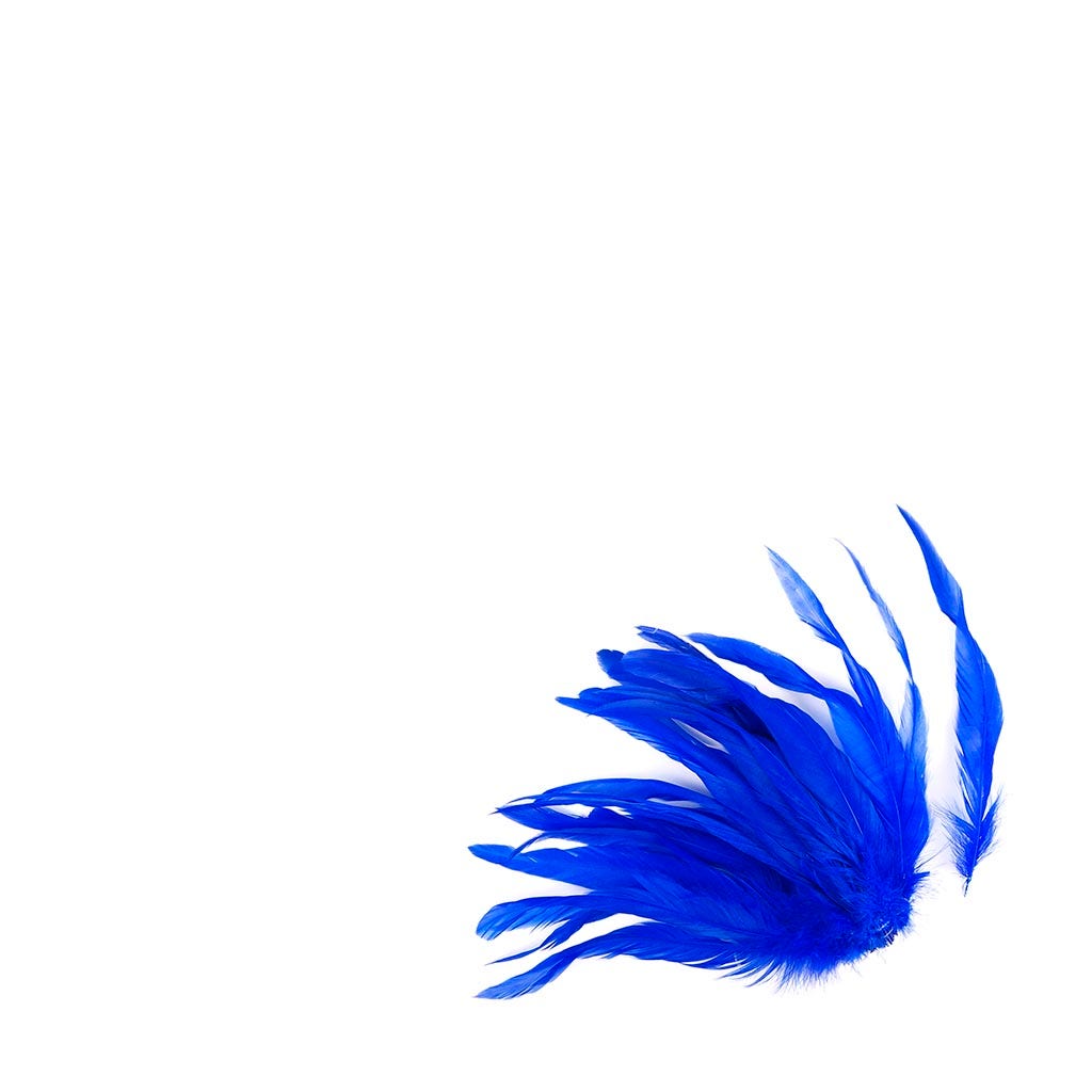 Rooster Coque Tails White-Dyed - Royal - Feathers