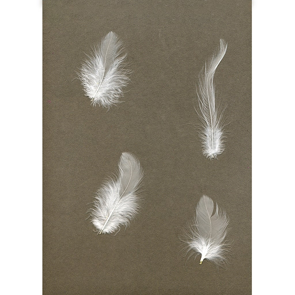 Rooster Hackle-White-Dyed - White - Feathers