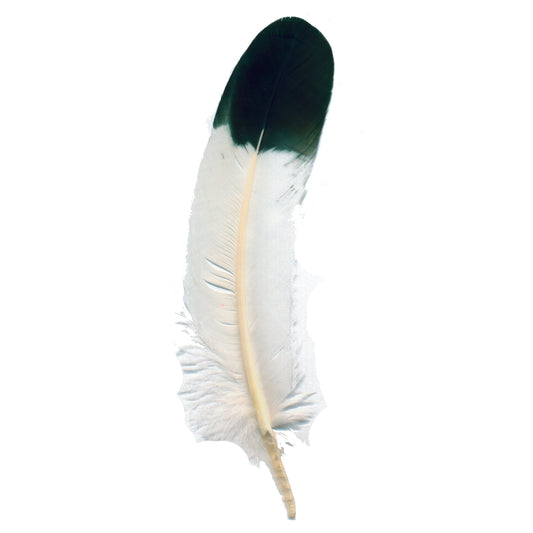 Rooster Imitation Eagle Rounds - Imitation Eagle - Feathers