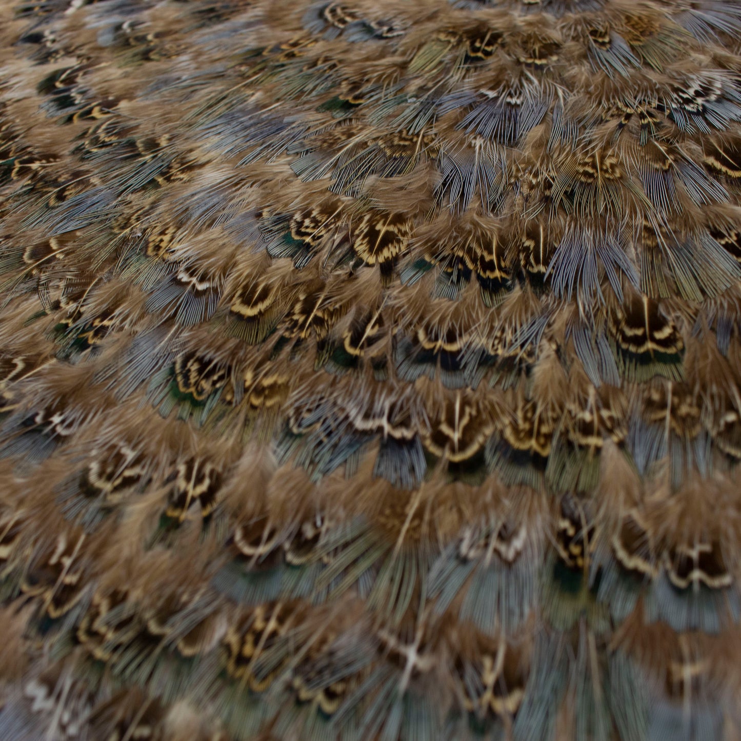 Blue Almond Pheasant Feather Placemat