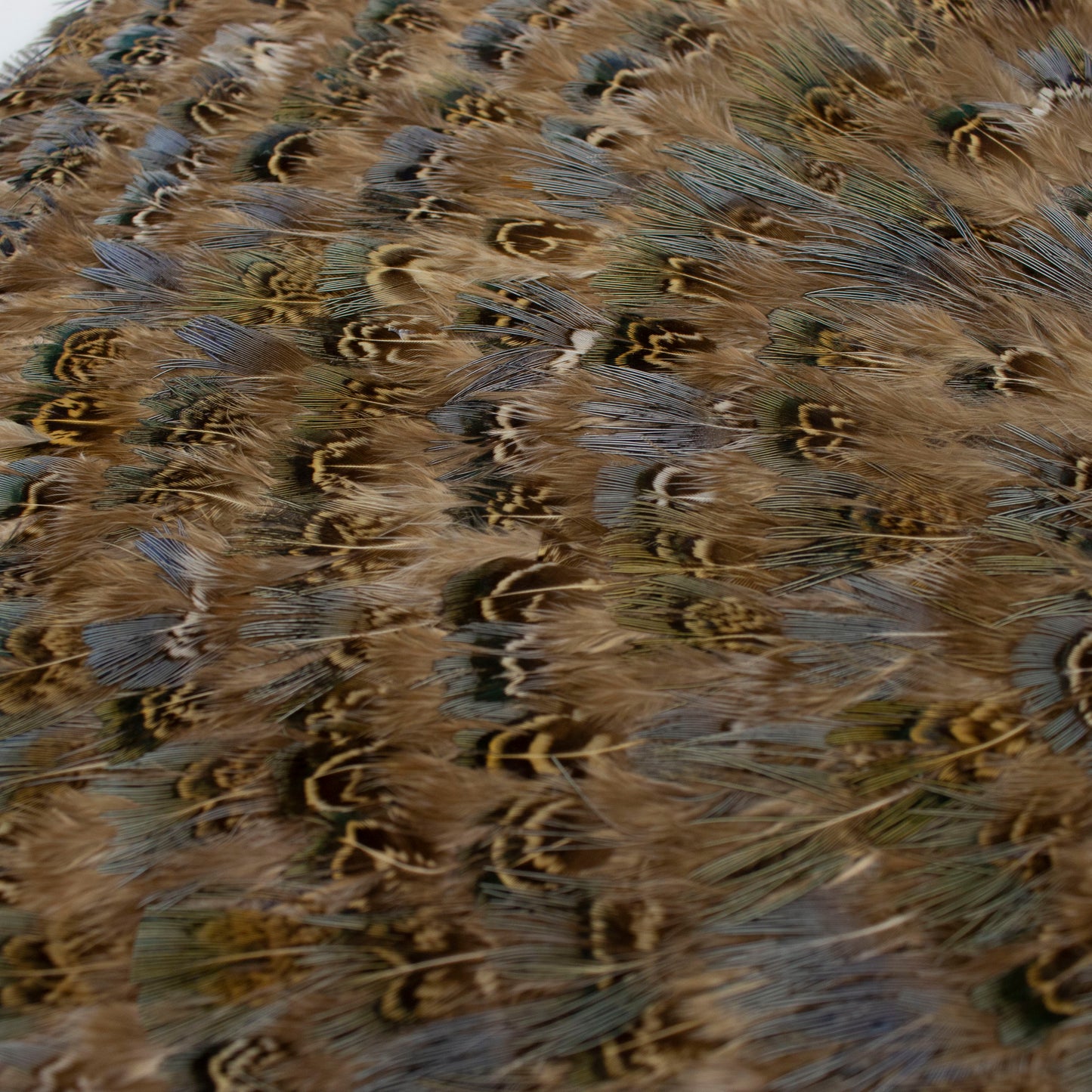 Blue Almond Pheasant Feather Placemat