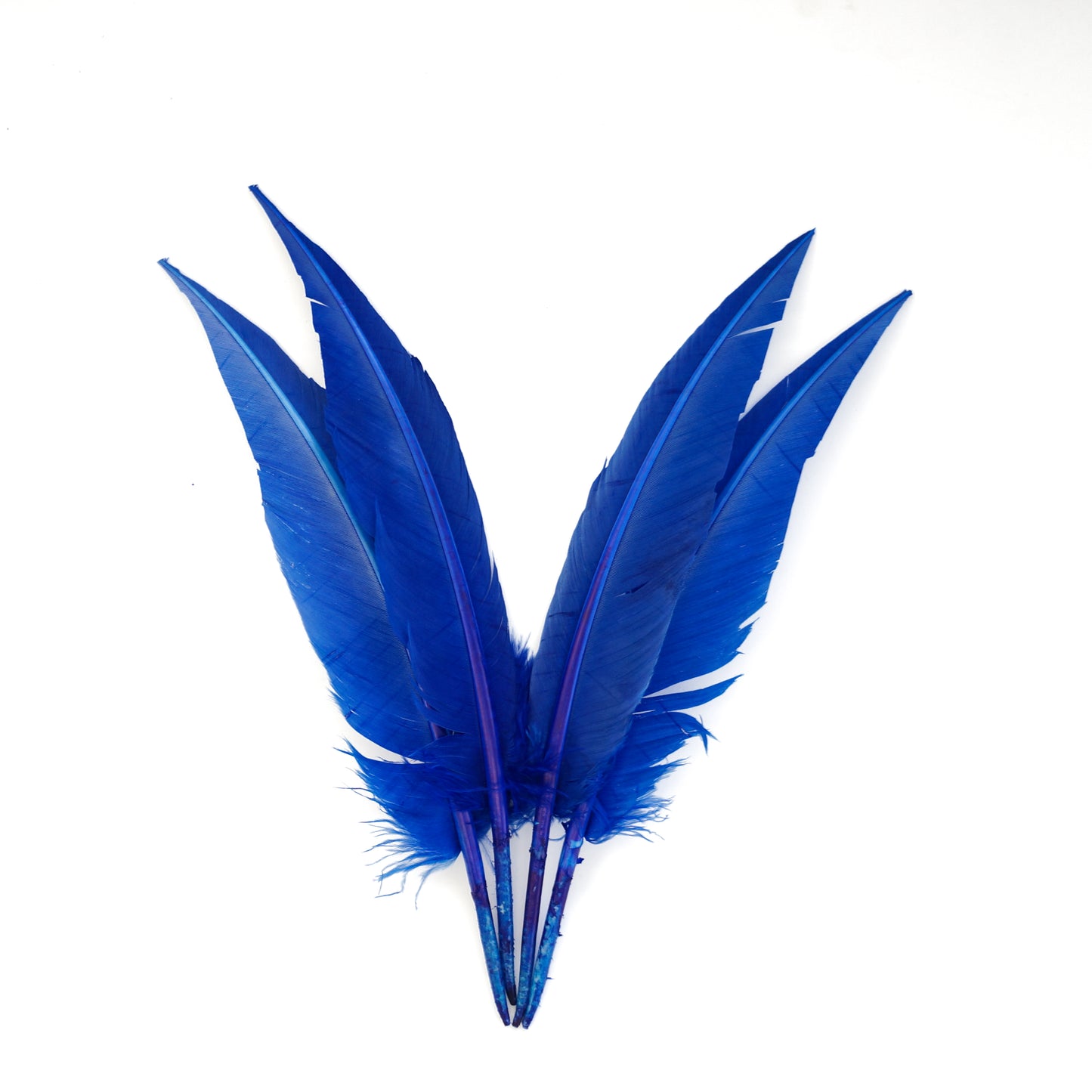 Royal Blue Dagger Turkey Quill Feathers 9-12"