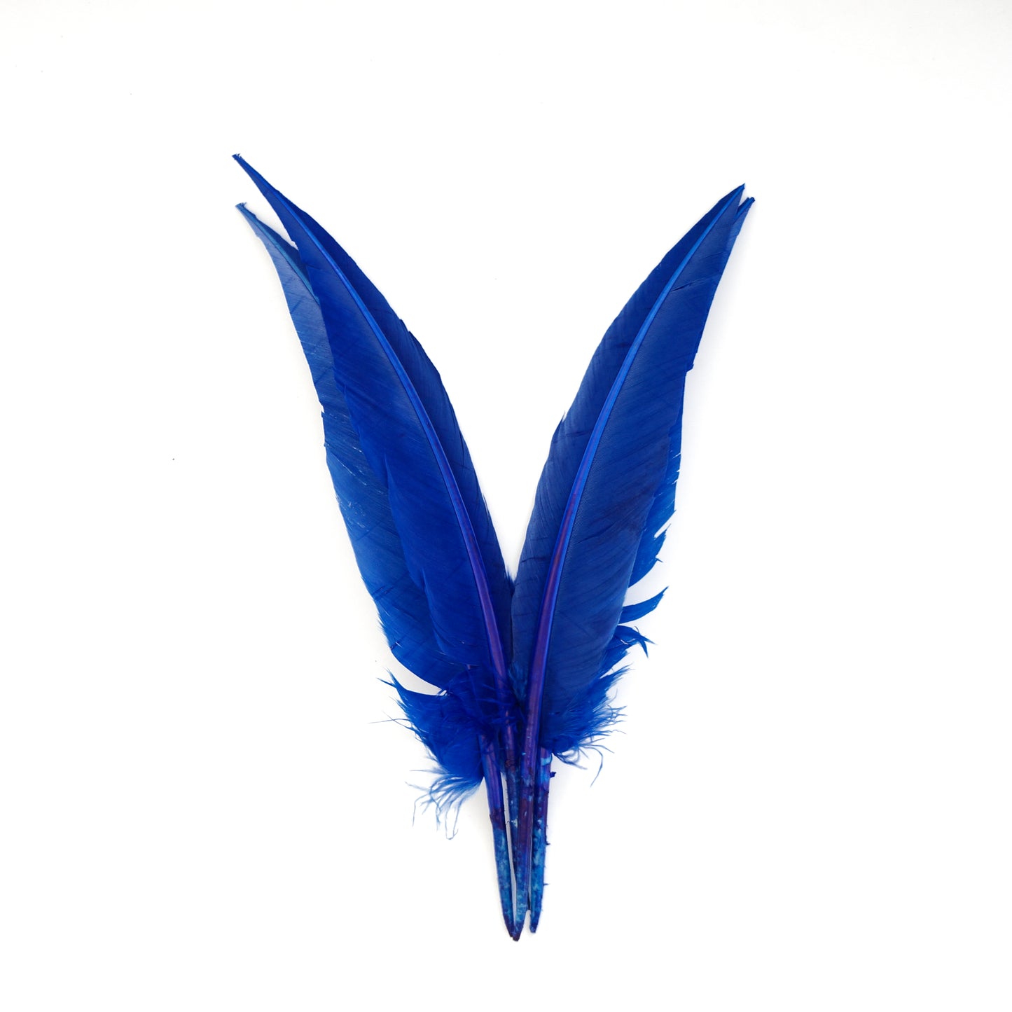 Royal Blue Dagger Turkey Quill Feathers 9-12"