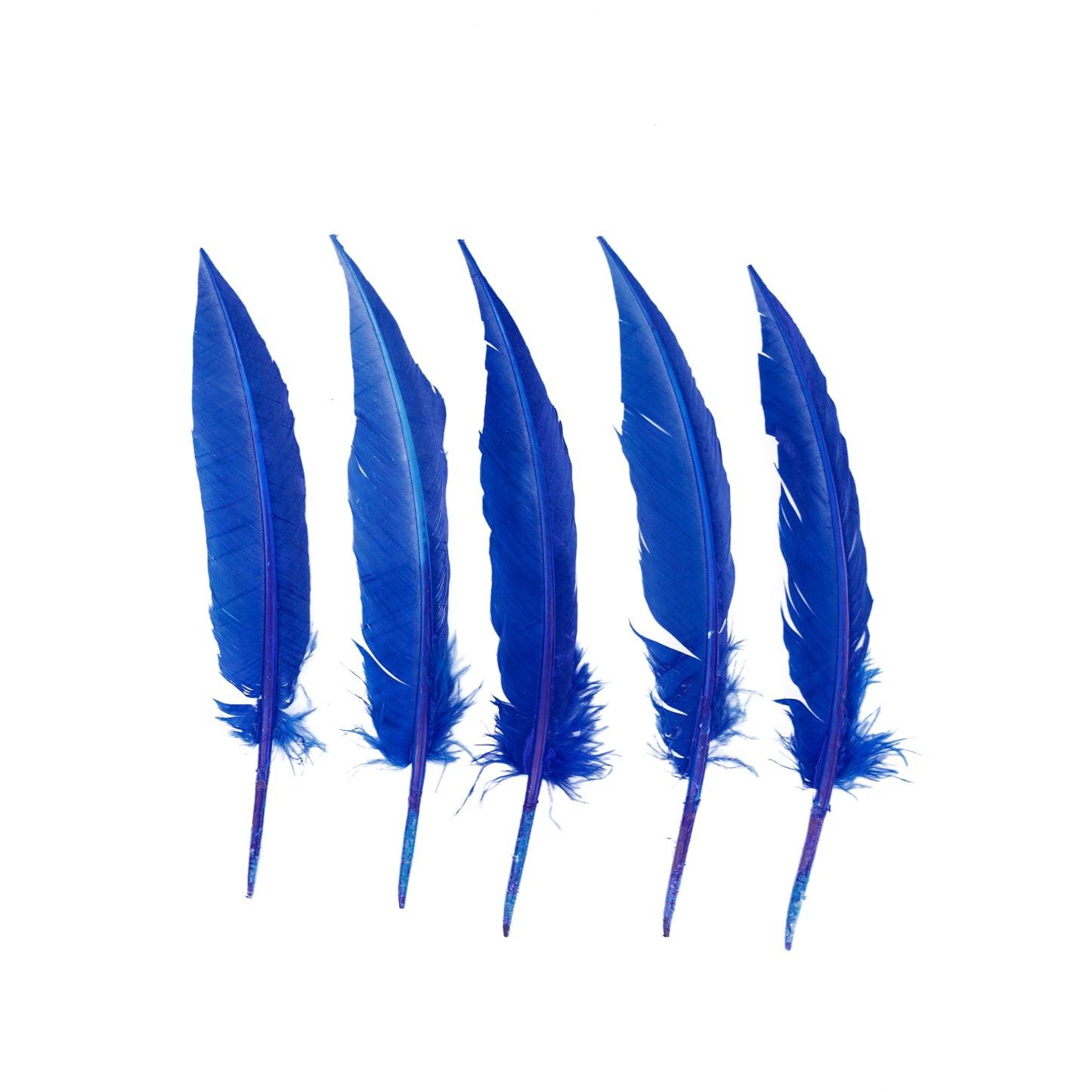 Royal Blue Dagger Turkey Quill Feathers 9-12"