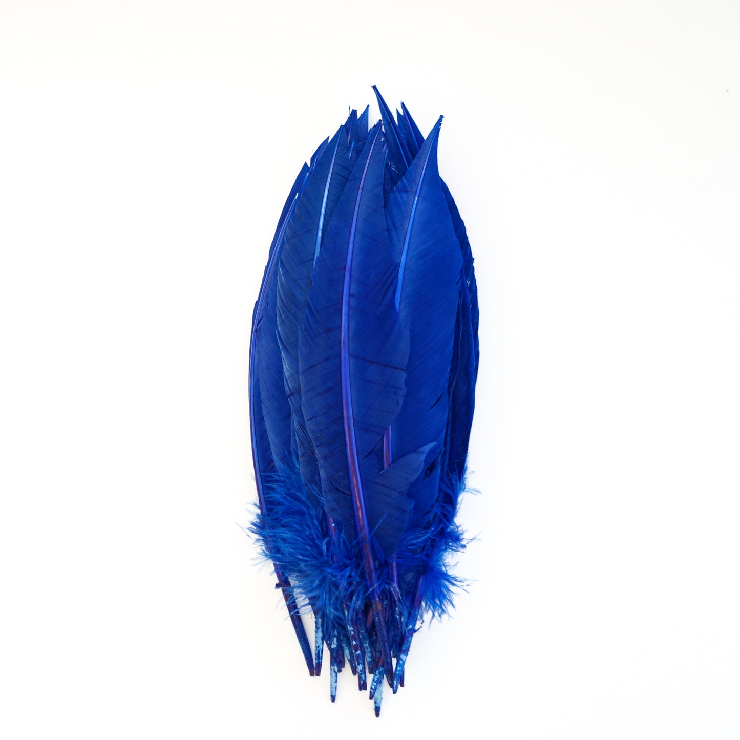 Royal Blue Dagger Turkey Quill Feathers 9-12"
