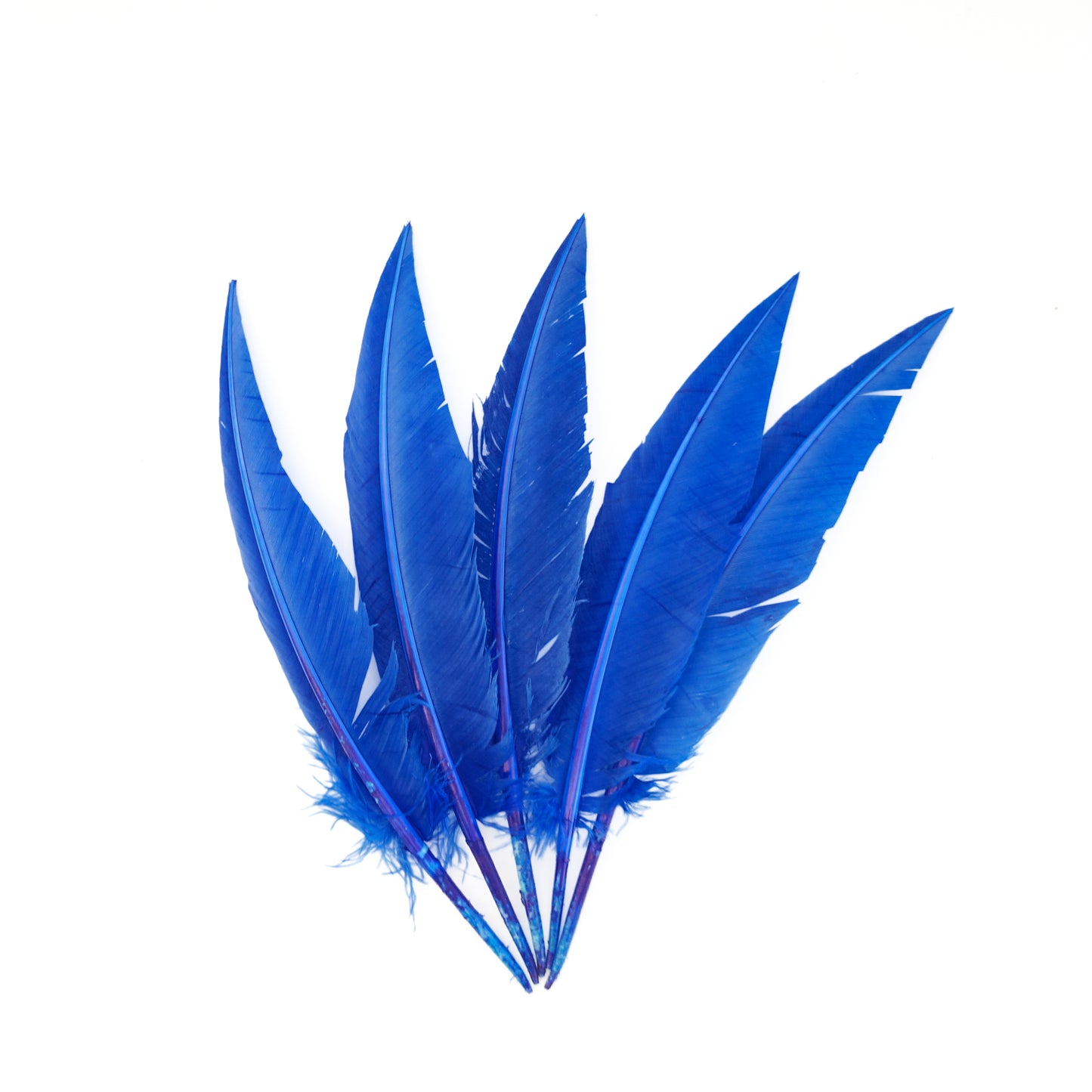 Royal Blue Dagger Turkey Quill Feathers 9-12"