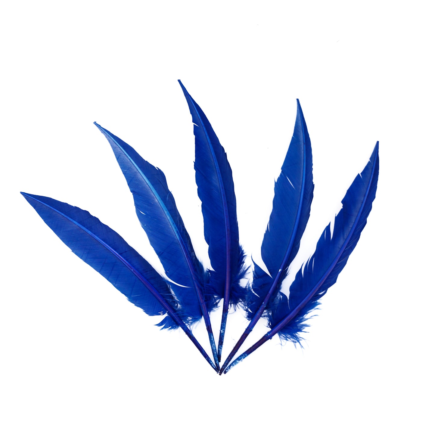 Royal Blue Dagger Turkey Quill Feathers 9-12"