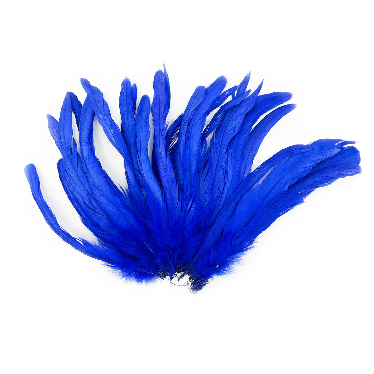 ROOSTER COQUE TAIL FEATHERS BLEACH DYED 7-10” - 25 PC/PKG - Royal