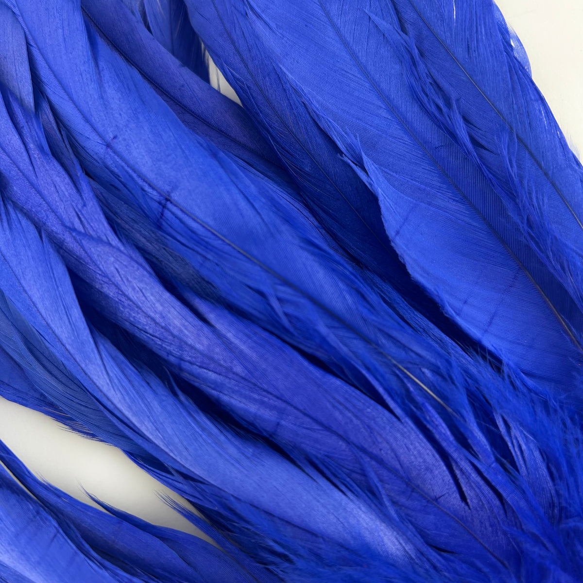 ROOSTER COQUE TAIL FEATHERS BLEACH DYED 7-10” - 25 PC/PKG - Royal