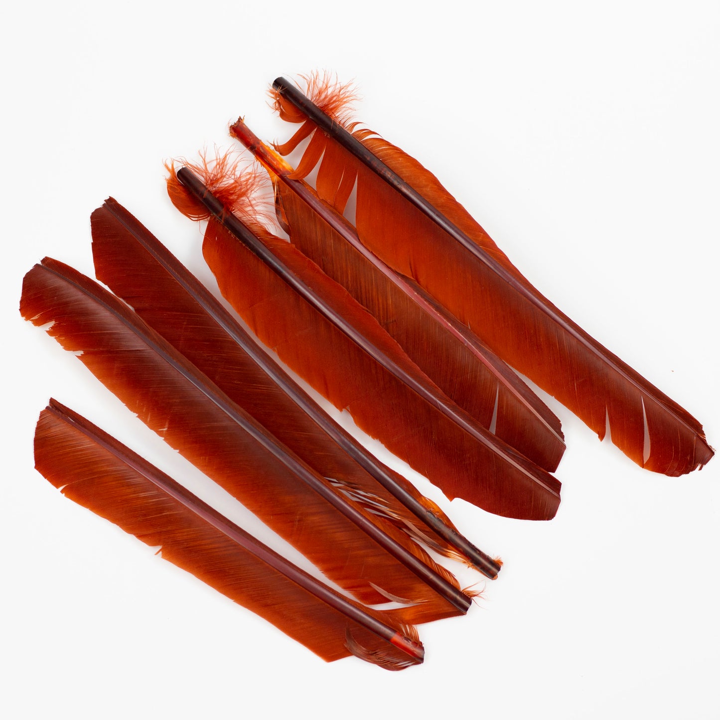 Rust Cut Turkey Pointer Feathers 8-12"