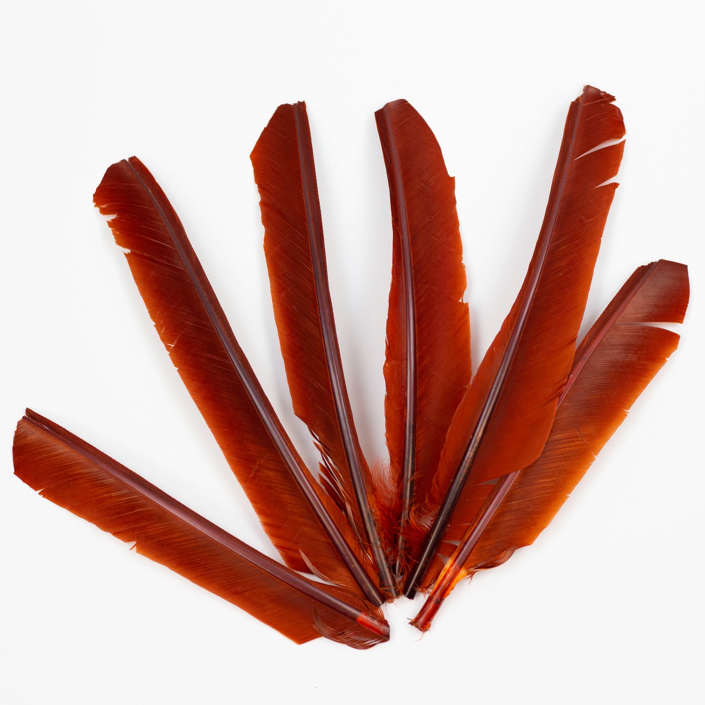 Rust Cut Turkey Pointer Feathers 8-12"