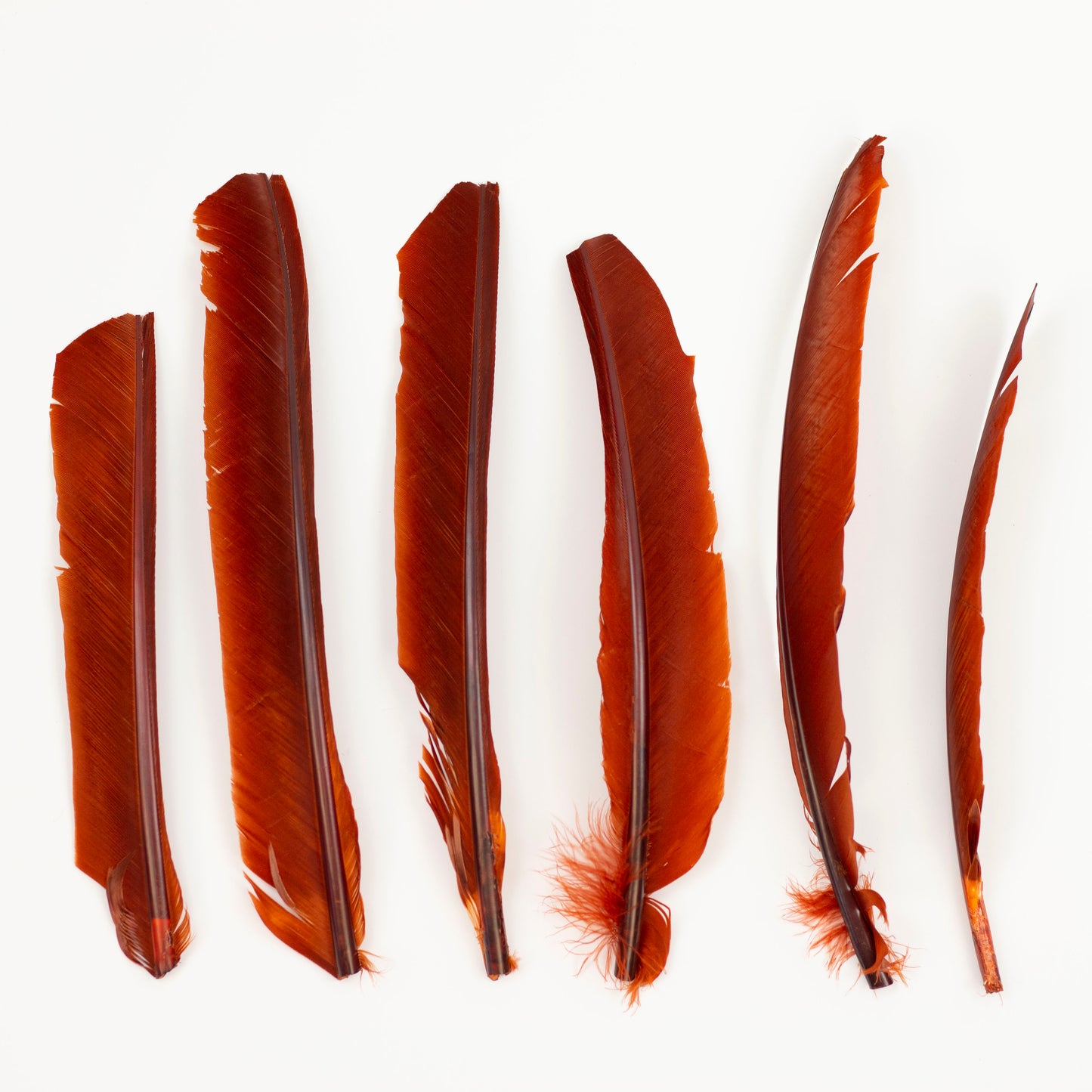 Rust Cut Turkey Pointer Feathers 8-12"