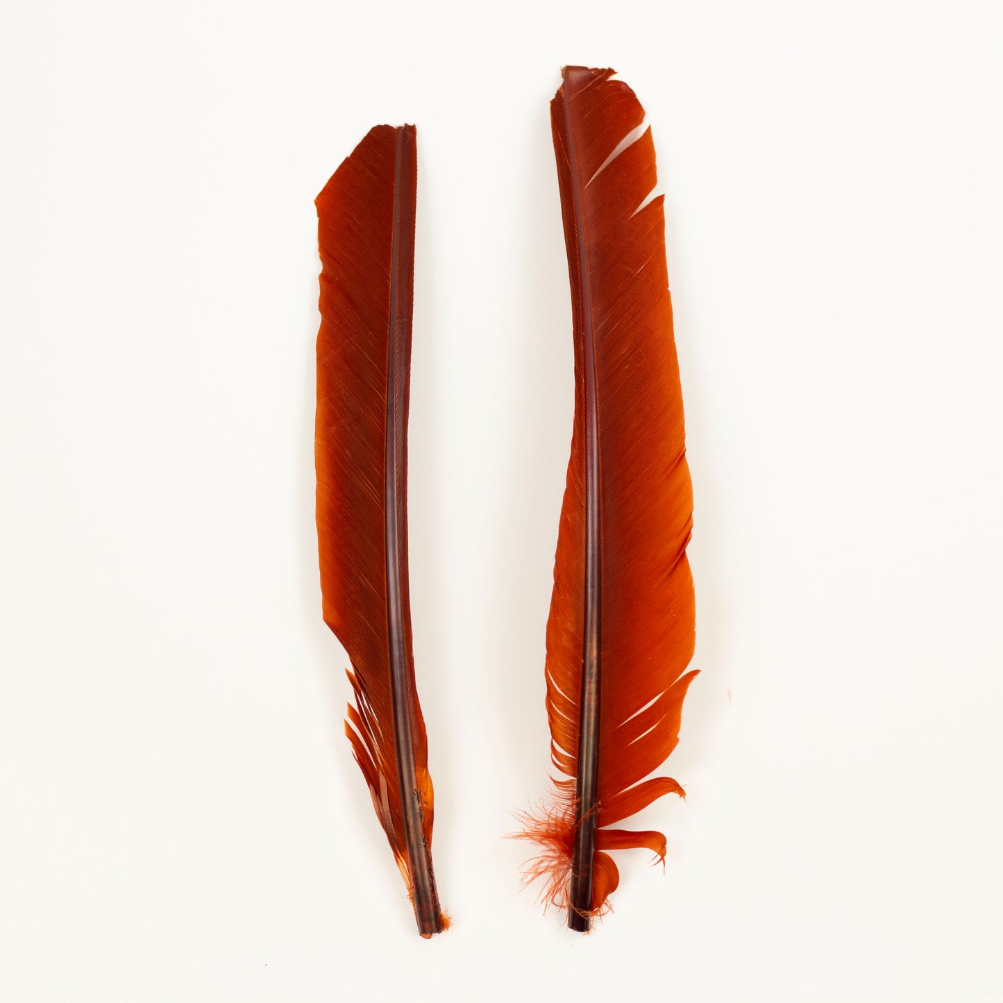 Rust Cut Turkey Pointer Feathers 8-12"