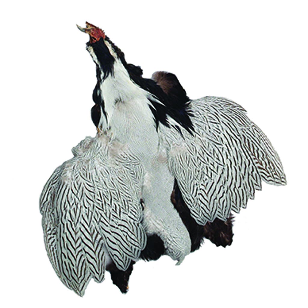 Silver Pheasant Pelts #1 - Natural - Feathers