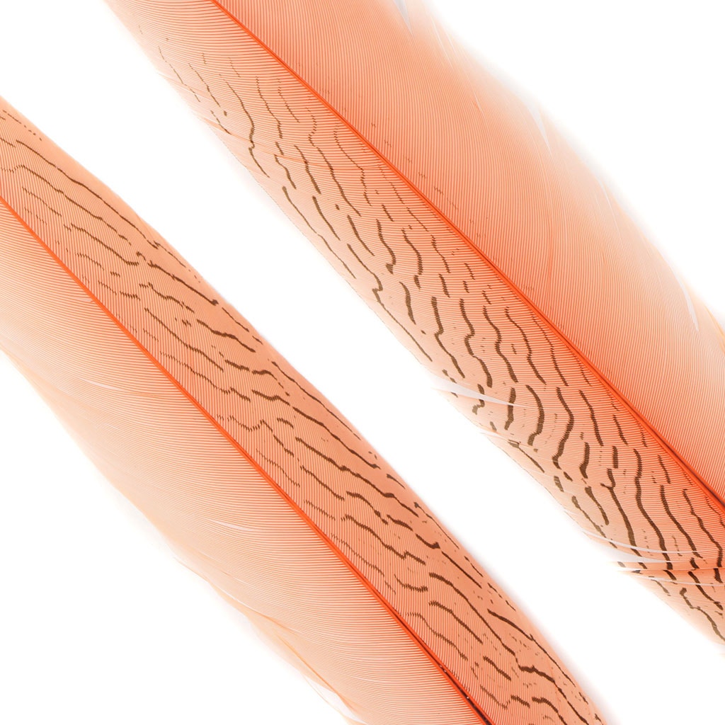 Silver Pheasant Tail Feathers Dyed Apricot Blush - Feathers