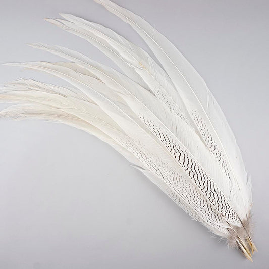 Silver Pheasant Tail Feathers - Natural - Feathers