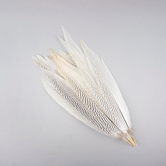 Silver Pheasant Tail Feathers - Natural - 16 - 20’’ - Feathers