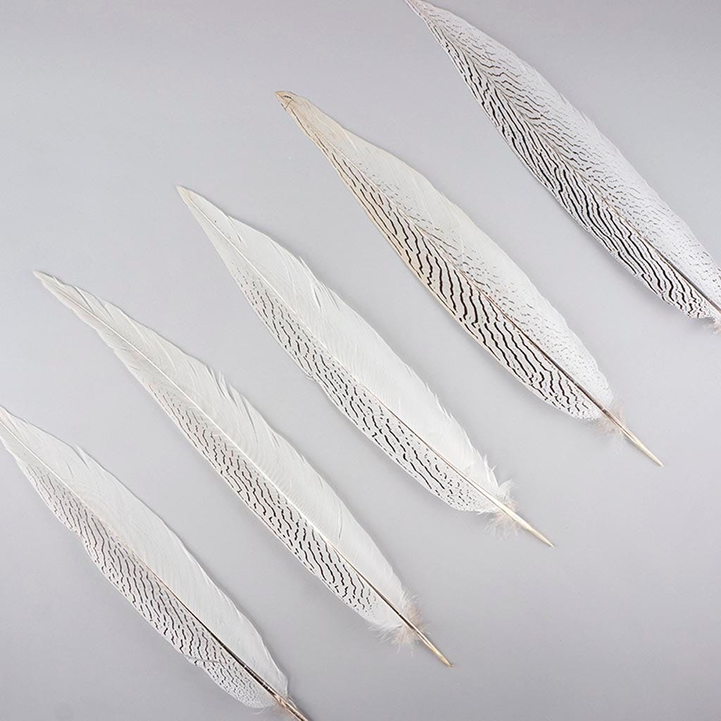 Silver Pheasant Tail Feathers - Natural - 16 - 20’’ - Feathers