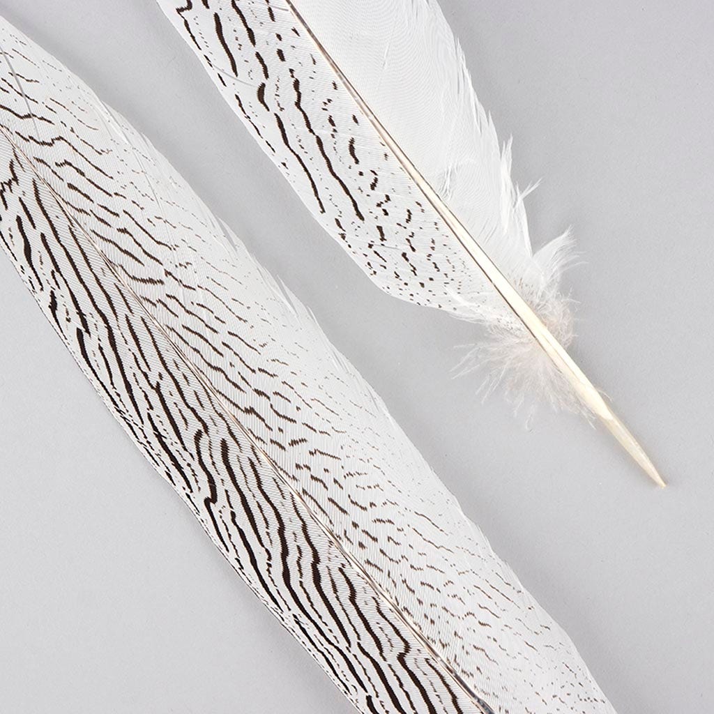 Silver Pheasant Tail Feathers - Natural - 16 - 20’’ - Feathers