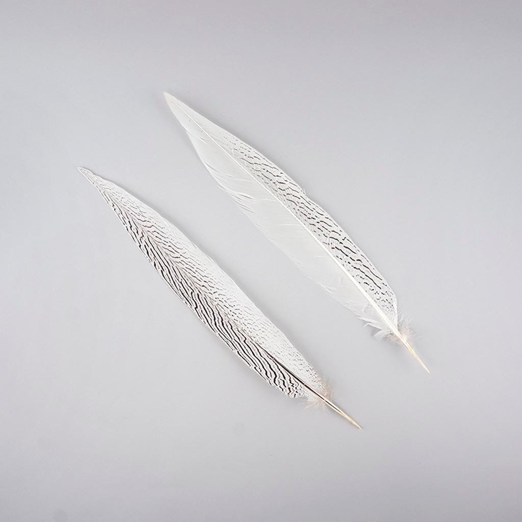 Silver Pheasant Tail Feathers - Natural - 16 - 20’’ - Feathers